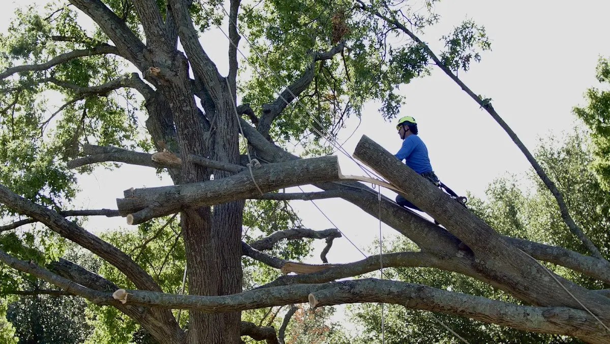Professional Crown Thinning performed by certified arborists in Urbanna